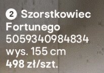 Szorstkowiec Fortuneego promocja w Castorama