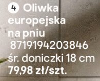 Oliwka europejska na pniu promocja w Castorama