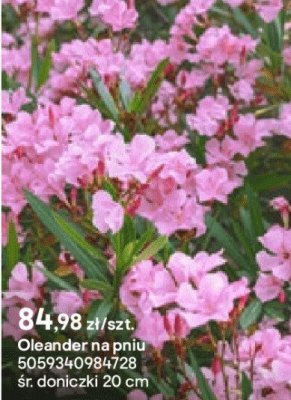Oleander na pniu, doniczka 20 cm promocja w Castorama