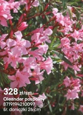 Oleander pospolity, doniczka 26 cm promocja w Castorama