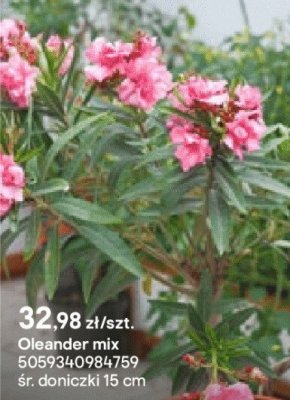 Oleander mix, doniczka 15 cm promocja w Castorama