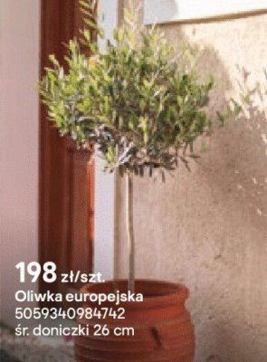 Oliwka europejska na pniu, doniczka 38 cm promocja w Castorama