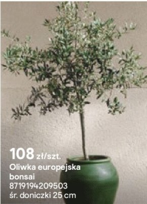 Oliwka europejska bonsai, doniczka 25 cm promocja w Castorama