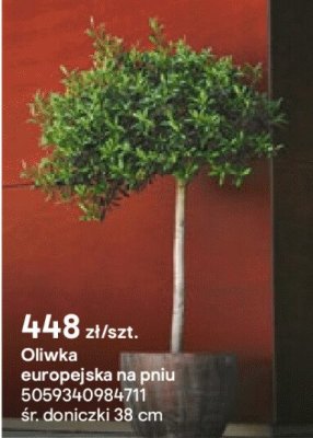 Oliwka europejska na pniu, doniczka 49 cm promocja w Castorama