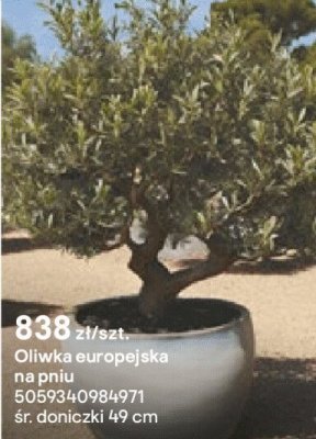 Oliwka europejska na pniu promocja w Castorama