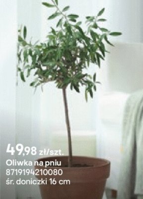 Oliwka na pniu, doniczka 16 cm promocja w Castorama