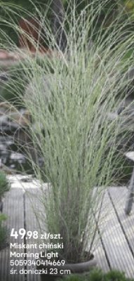 Miskant chiński Morning Light promocja w Castorama