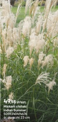 Miskant chiński Indian Summer promocja w Castorama