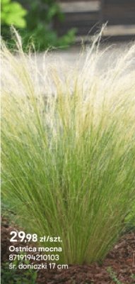 Ostnica mocna promocja w Castorama