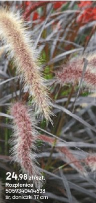 Rozplenica promocja w Castorama