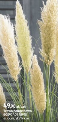 Trawa pampasowa promocja w Castorama