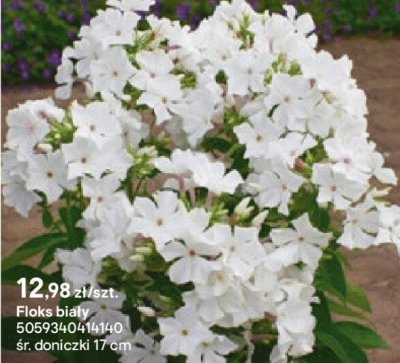 Floks biały promocja w Castorama