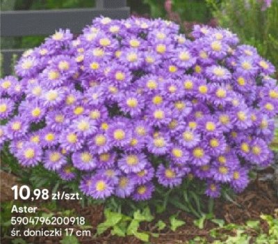 Plasterki na niedoskonałośći skóry Erne promocja w Castorama