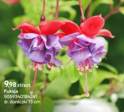 Fuksja promocja w Castorama