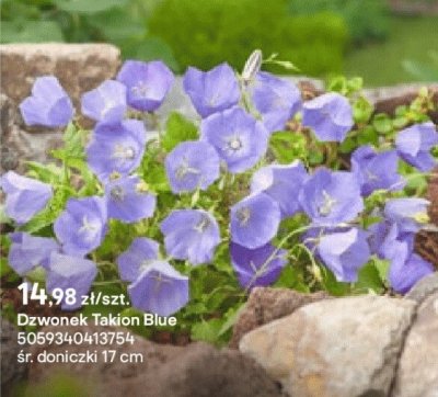 Dzwonek Takion Blue promocja w Castorama