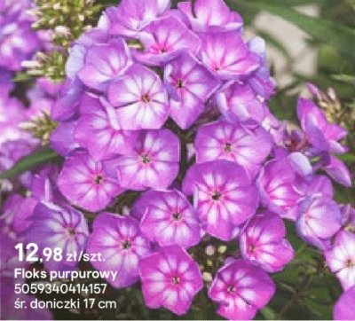 Floks purpurowy promocja w Castorama