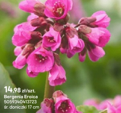 Bergenia Eroica promocja w Castorama