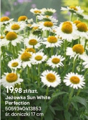 Jeżówka Sun White Perfection promocja w Castorama