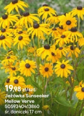 Jeżówka Sunseeker Mellow Verve promocja w Castorama