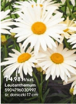 Leucanthemum promocja w Castorama