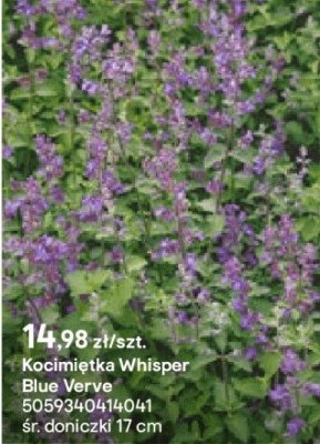 Kocimiętka Whisper Blue Verve promocja w Castorama