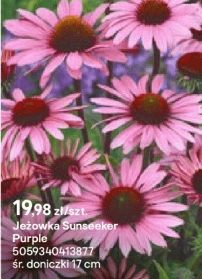 Jeżówka Sunseeker Purple promocja w Castorama