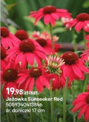 Jeżówka Sunseeker Red promocja w Castorama