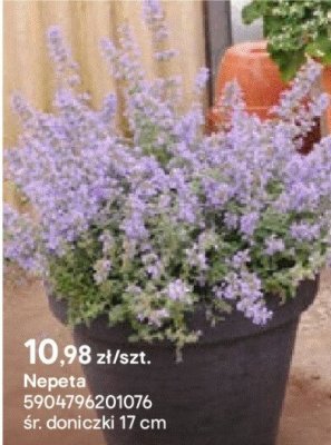 Nepeta promocja w Castorama