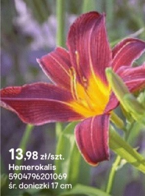 Hemerokalis promocja w Castorama