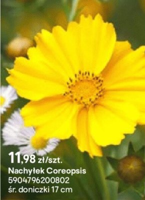 Nachyłek Coreopsis promocja w Castorama