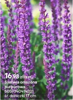 Szałwia omszona purpurowa promocja w Castorama