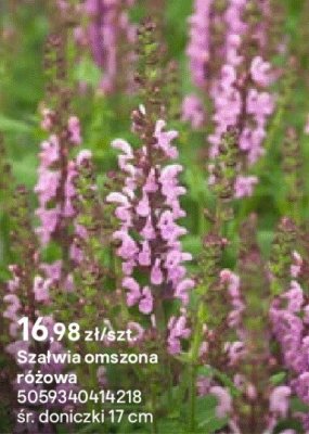 Szałwia omszona różowa promocja w Castorama