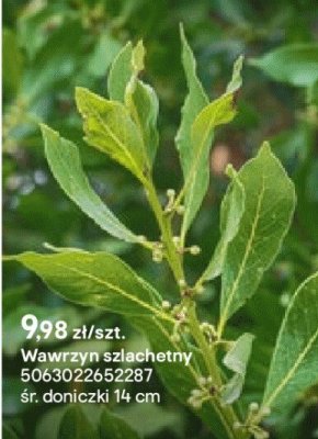 Wawrzyn szlachetny promocja w Castorama
