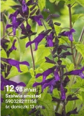 Szałwia amistad promocja w Castorama