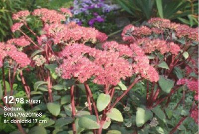Sedum promocja w Castorama