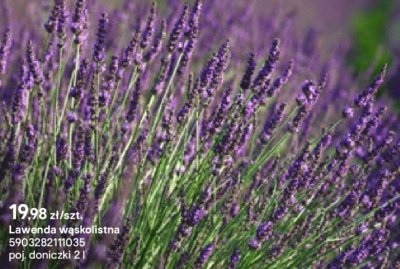 Lawenda wąskolistna promocja w Castorama