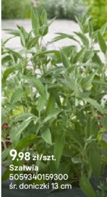 Szałwia promocja w Castorama