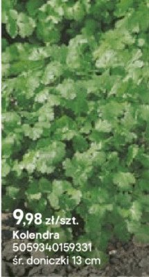 Kolendra promocja w Castorama