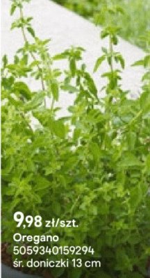 Oregano promocja w Castorama