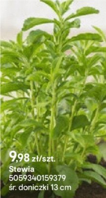 Stewia promocja w Castorama