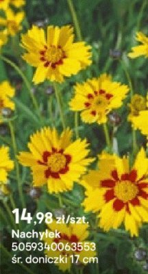 Nachyłek promocja w Castorama