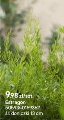 Estragon promocja w Castorama