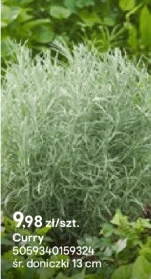 Curry promocja w Castorama