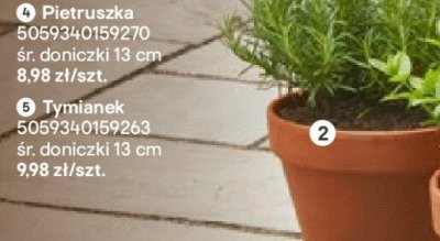 Tymianek promocja w Castorama