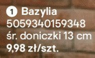 Bazylia promocja w Castorama