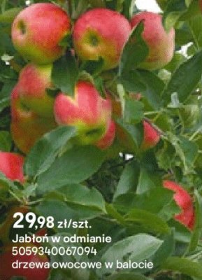 Jabłoń w odmianie promocja w Castorama