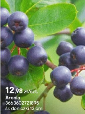 Aronia promocja w Castorama