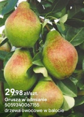 Grusza w odmianie promocja w Castorama