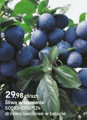 Śliwa w odmianie promocja w Castorama