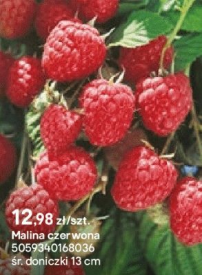 Malina czerwona promocja w Castorama